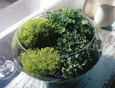 Make a herb or plant terrarium