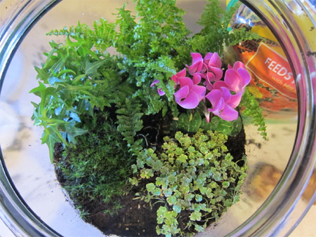 Make a herb or plant terrarium