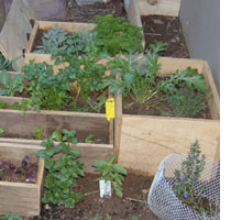 HOME DZINE Green Living | Establish a one metre veggie garden