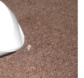 HOME DZINE | Remove paint and glue stains from carpet
