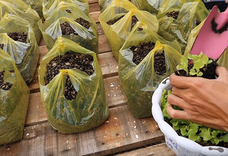 Grow Fooding in Grocery Bags