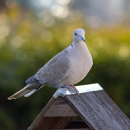 Build Bird Boxes for your Garden