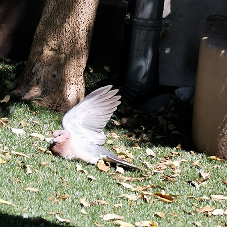 dove sunning himself in the garden