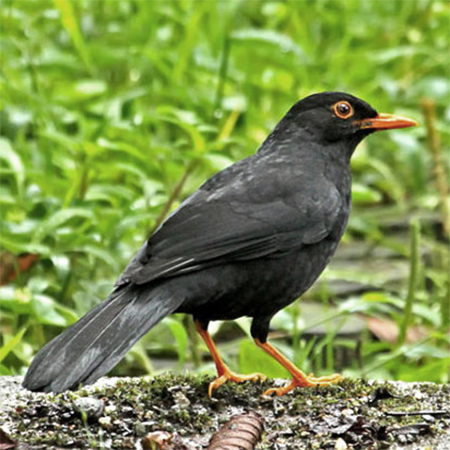 african thrush in my garden gauteng