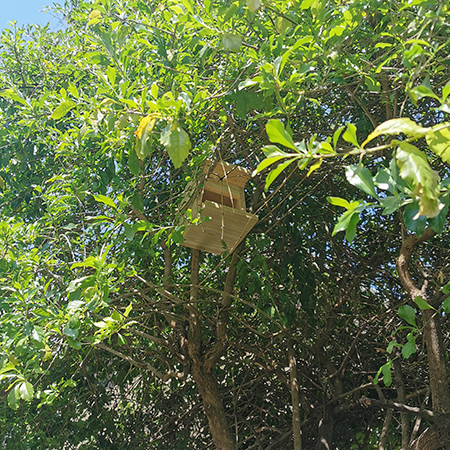 diy bird boxes