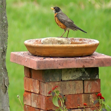 how to make a bird bath