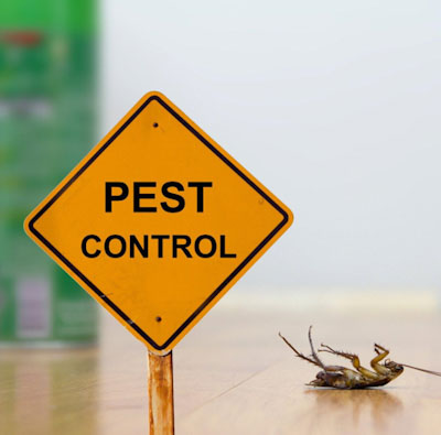 The Importance of Quick Action in Emergency Pest Control Situations