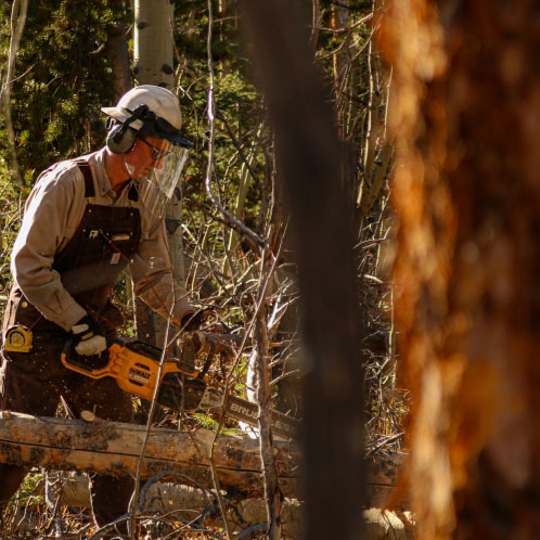 Top Benefits of Professional Tree Pruning