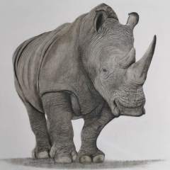 rhino day 22 september 2024