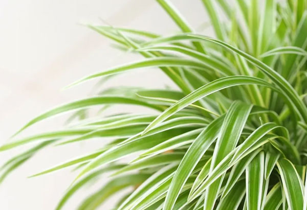 Best Indoor Plants for Low-Light Rooms: Proper Selection for Rewarding Indoor Gardening