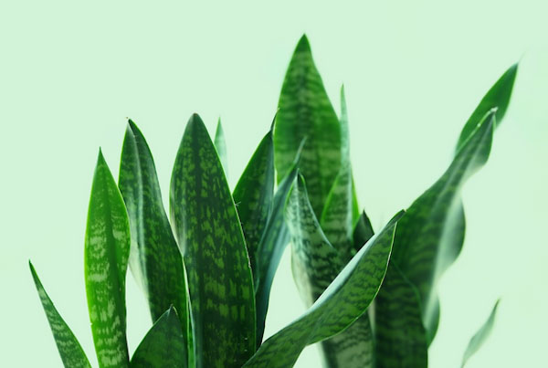 Best Indoor Plants for Low-Light Areas