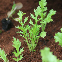 Grow your own salad greens 